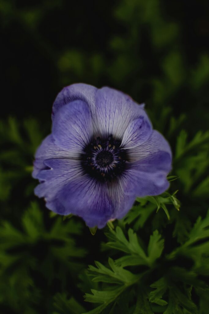 Vibrant purple anemone flower in full bloom with lush green foliage background.